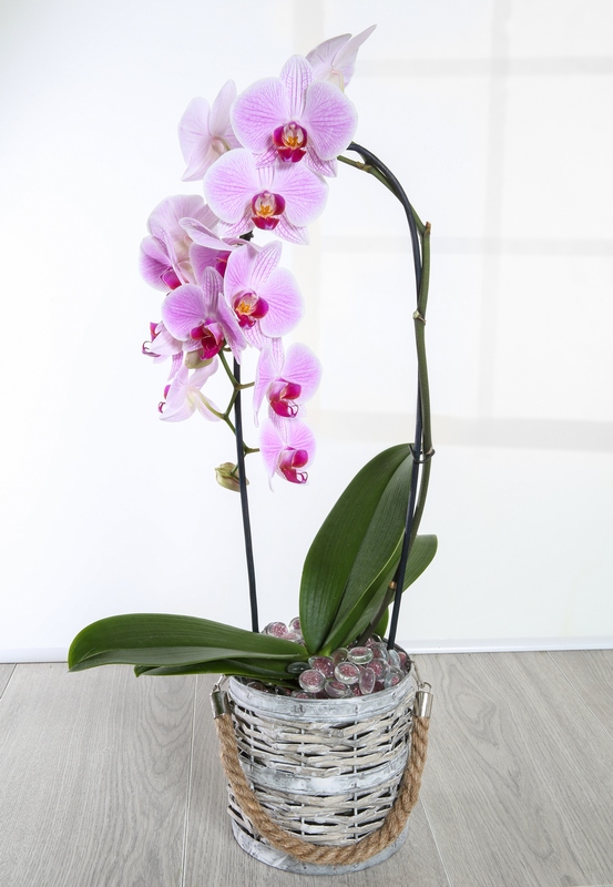 Pink Orchid Plant