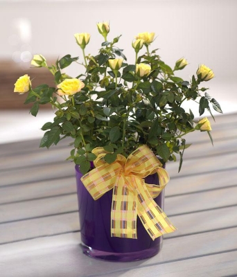 Plant