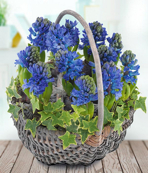 Blue Basket