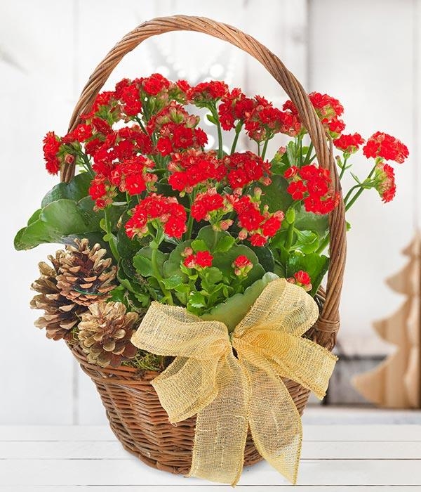 Red Kalanchoe Basket