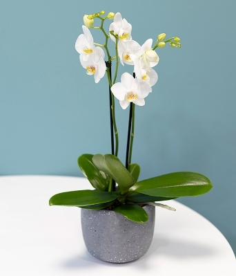 White Orchid Plant